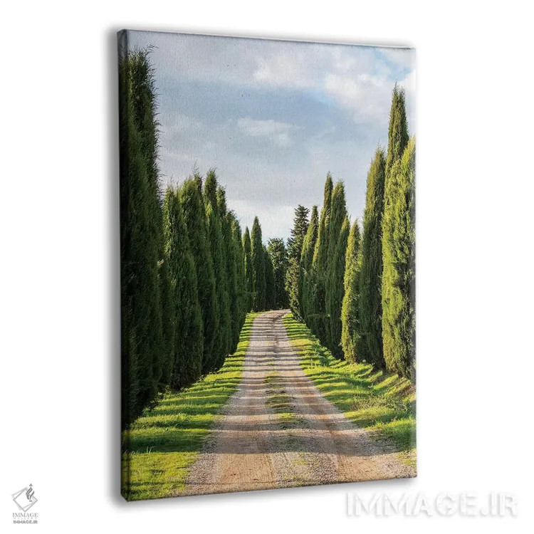 تابلو دکوراتیو Tuscany, Long Driveway lined with Cypress trees,ایتالیا، توسکا… اثر تری اگرز - نمای پرسپکتیو محصول