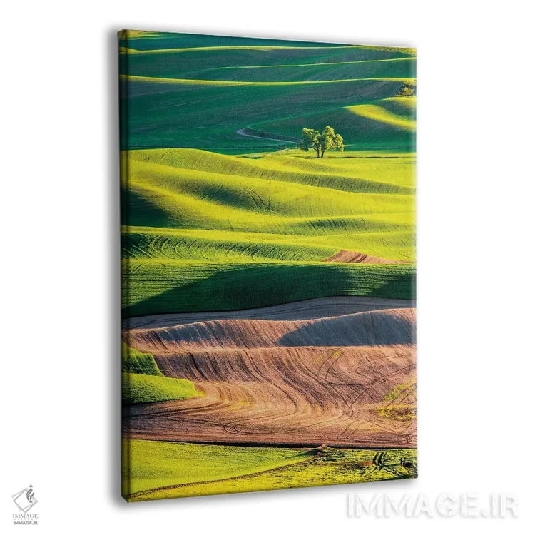 تابلو دکوراتیو Washington State, Palouse Country, Lone Tree in Wheat Field I… اثر تری اگرز - نمای پرسپکتیو محصول