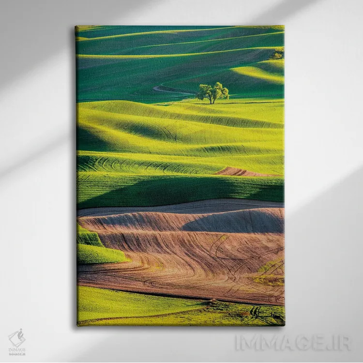 تابلو دکوراتیو Washington State, Palouse Country, Lone Tree in Wheat Field I… اثر تری اگرز - نمای روبهرو روی دیوار