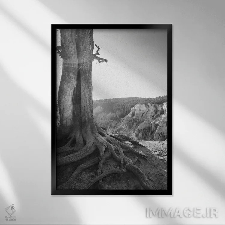 تابلو دکوراتیو ریشه دوانده در یلوستون، سیاه و سفید اثر تیل پروداکشن - نمای قابدار مشکی