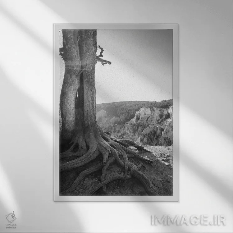 تابلو دکوراتیو ریشه دوانده در یلوستون، سیاه و سفید اثر تیل پروداکشن - نمای قابدار سفید