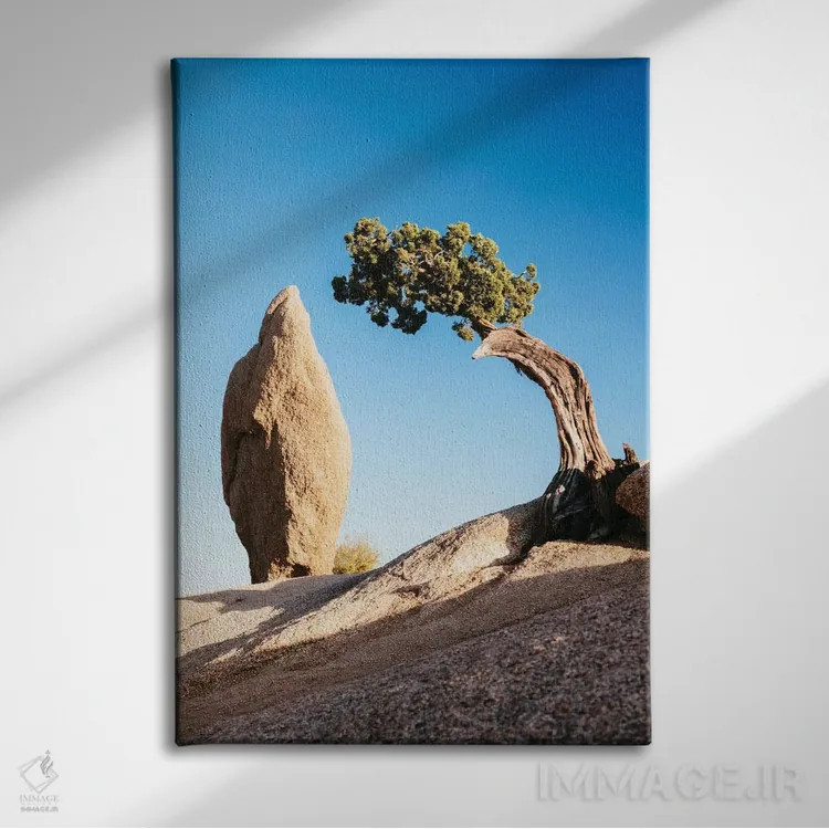 تابلو دکوراتیو صخره تعادل و یک درخت جونیپر تنها، پارک ملی جاشوا تری، کال… اثر ماتئو کولومبو - نمای روبهرو روی دیوار