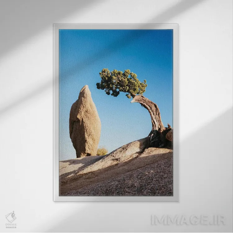 تابلو دکوراتیو صخره تعادل و یک درخت جونیپر تنها، پارک ملی جاشوا تری، کال… اثر ماتئو کولومبو - نمای قابدار سفید