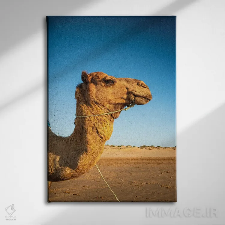 تابلو دکوراتیو Morocco,نمای نزدیک شتر تک کوهانه، مراکش اثر ماتئو کولومبو - نمای روبهرو روی دیوار