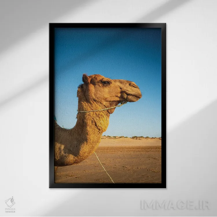 تابلو دکوراتیو Morocco,نمای نزدیک شتر تک کوهانه، مراکش اثر ماتئو کولومبو - نمای قابدار مشکی