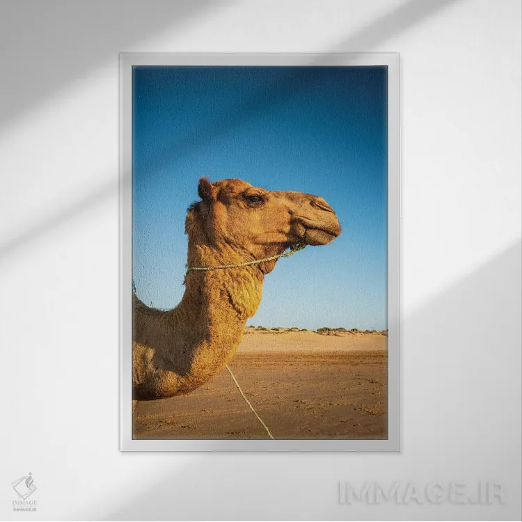 تابلو دکوراتیو Morocco,نمای نزدیک شتر تک کوهانه، مراکش اثر ماتئو کولومبو - نمای قابدار سفید