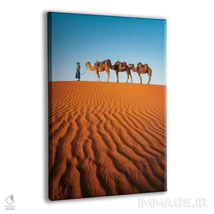 تابلو دکوراتیو Morocco,شترها در بیابان، مراکش اثر ماتئو کولومبو - نمای پرسپکتیو محصول