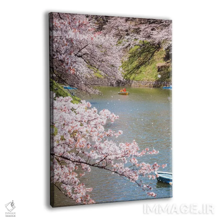 تابلو دکوراتیو Japan III,شکوفه گیلاس در توکیو، ژاپن III اثر ماتئو کولومبو - نمای پرسپکتیو محصول