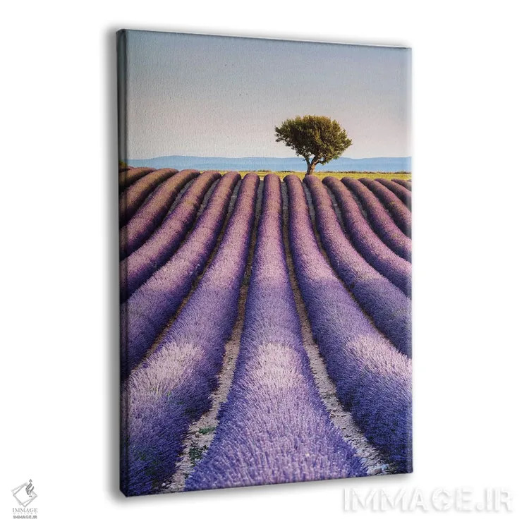 تابلو دکوراتیو Provence I,مزرعه اسطوخودوس، پروانس I اثر ماتئو کولومبو - نمای پرسپکتیو محصول