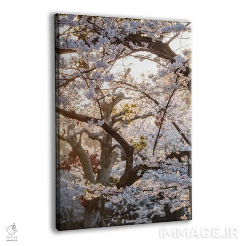 تابلو دکوراتیو Tokyo, Japan,درخت گیلاس، توکیو، ژاپن اثر ماتئو کولومبو - نمای پرسپکتیو محصول