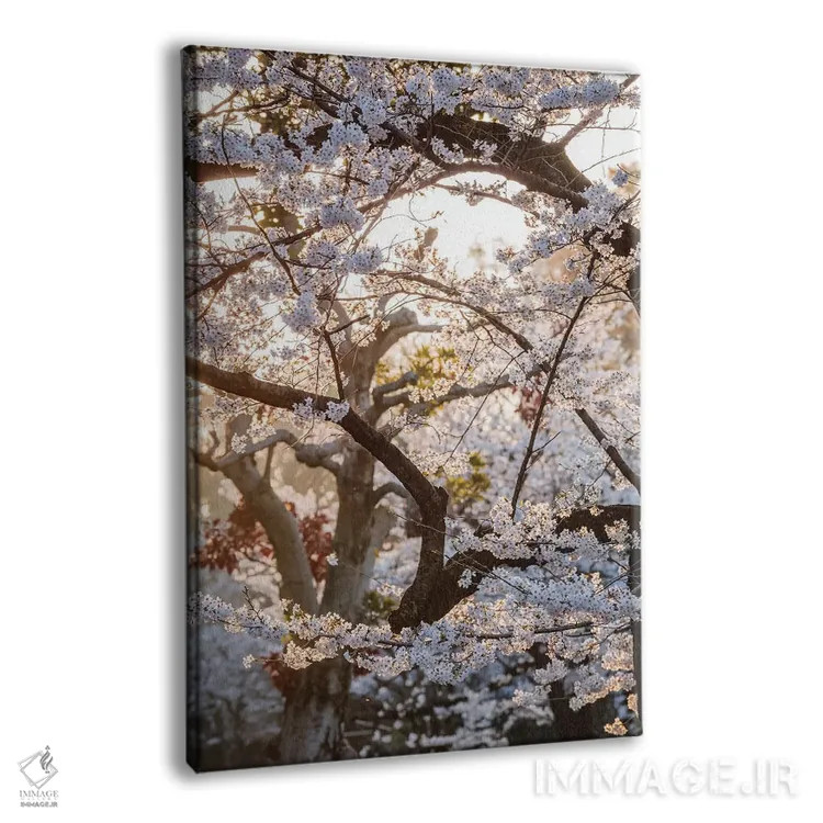 تابلو دکوراتیو Tokyo, Japan,درخت گیلاس، توکیو، ژاپن اثر ماتئو کولومبو - نمای پرسپکتیو محصول
