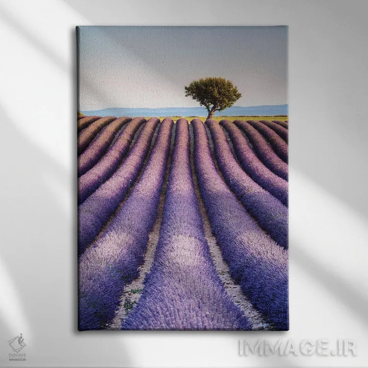 تابلو دکوراتیو Provence I,مزرعه اسطوخودوس، پروانس I اثر ماتئو کولومبو - نمای روبهرو روی دیوار