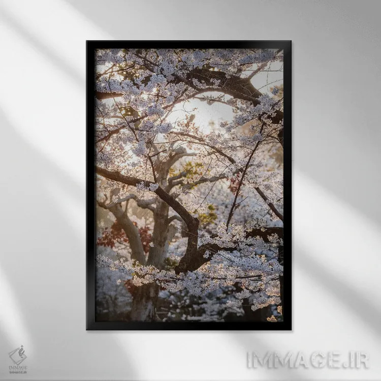 تابلو دکوراتیو Tokyo, Japan,درخت گیلاس، توکیو، ژاپن اثر ماتئو کولومبو - نمای قابدار مشکی