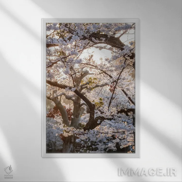 تابلو دکوراتیو Tokyo, Japan,درخت گیلاس، توکیو، ژاپن اثر ماتئو کولومبو - نمای قابدار سفید