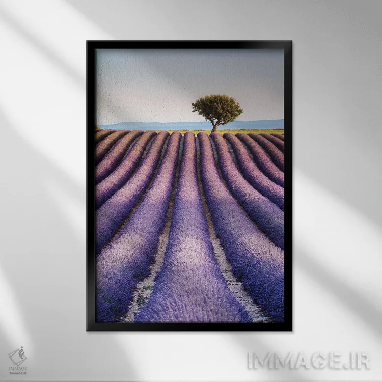 تابلو دکوراتیو Provence I,مزرعه اسطوخودوس، پروانس I اثر ماتئو کولومبو - نمای قابدار مشکی
