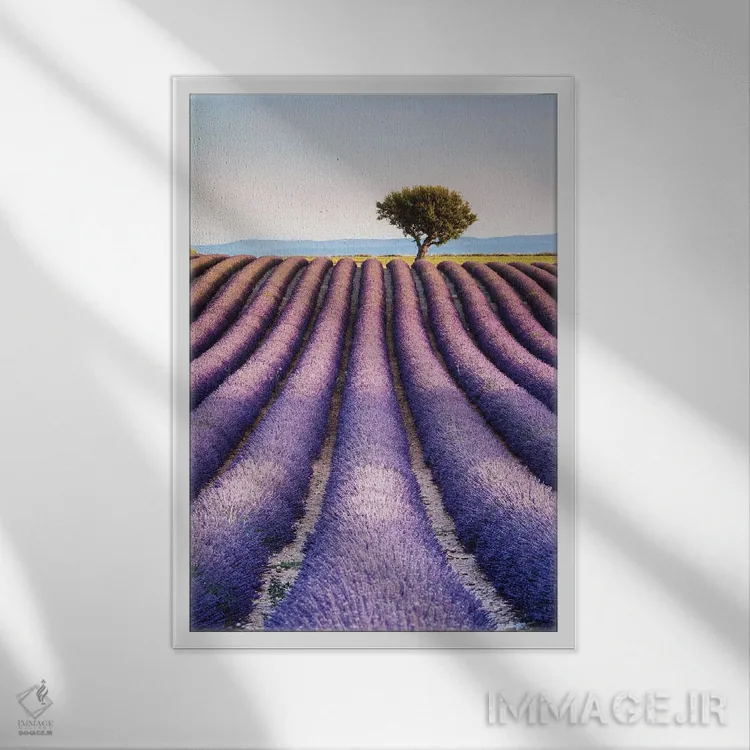 تابلو دکوراتیو Provence I,مزرعه اسطوخودوس، پروانس I اثر ماتئو کولومبو - نمای قابدار سفید