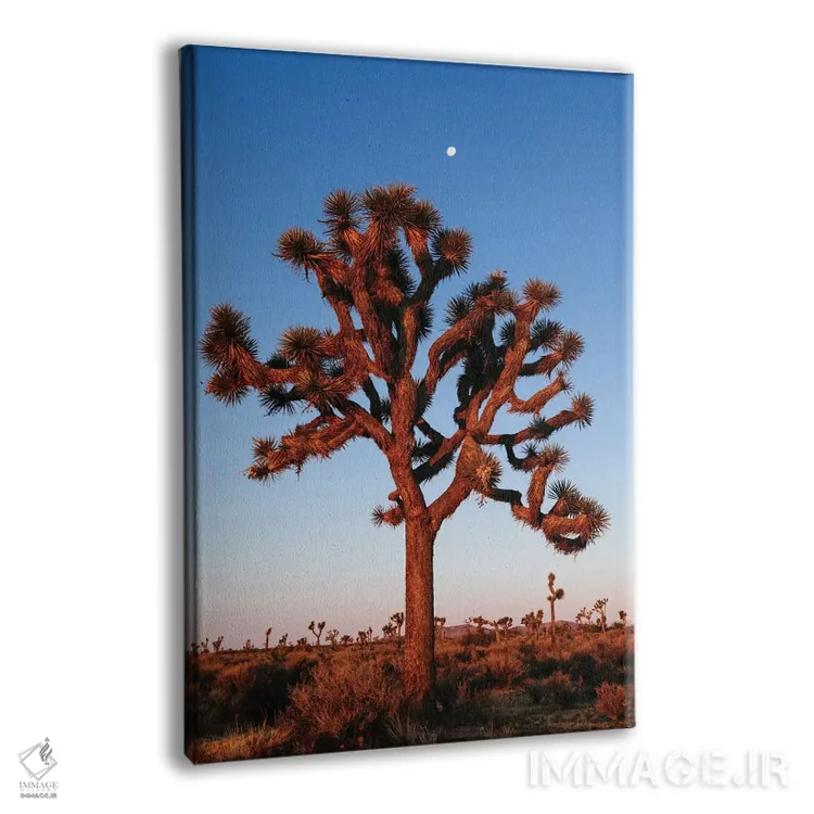تابلو دکوراتیو California, USA,درخت جوشوا، کالیفرنیا، ایالات متحده آمریک… اثر ماتئو کولومبو - نمای پرسپکتیو محصول