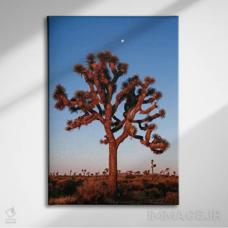 تابلو دکوراتیو California, USA,درخت جوشوا، کالیفرنیا، ایالات متحده آمریک… اثر ماتئو کولومبو - نمای روبهرو روی دیوار