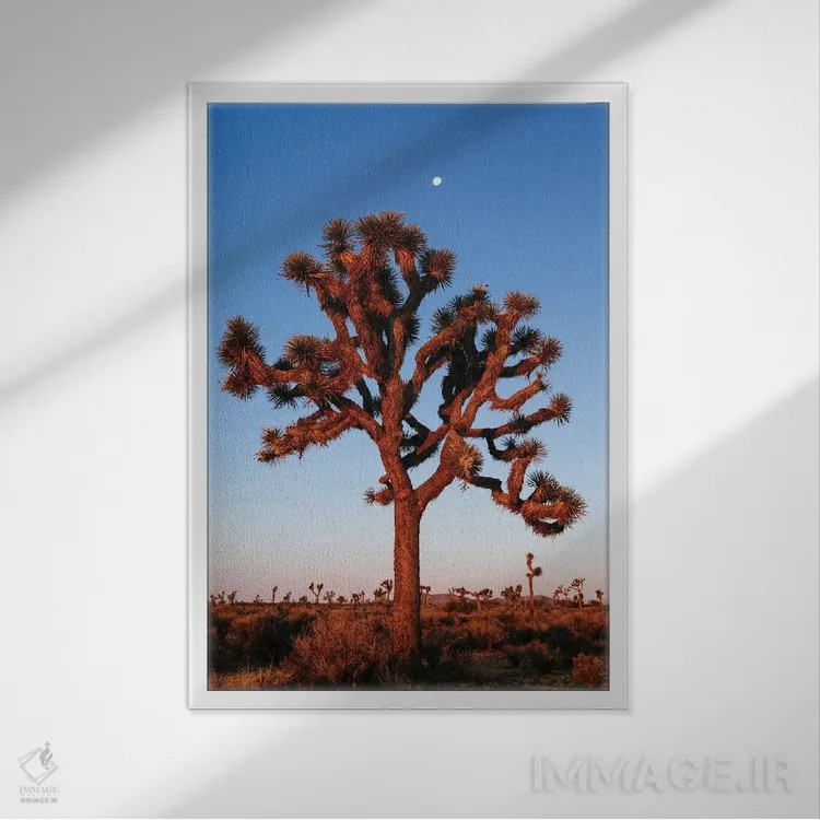 تابلو دکوراتیو California, USA,درخت جوشوا، کالیفرنیا، ایالات متحده آمریک… اثر ماتئو کولومبو - نمای قابدار سفید