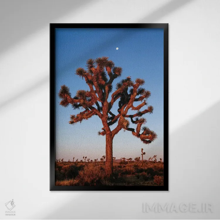تابلو دکوراتیو California, USA,درخت جوشوا، کالیفرنیا، ایالات متحده آمریک… اثر ماتئو کولومبو - نمای قابدار مشکی