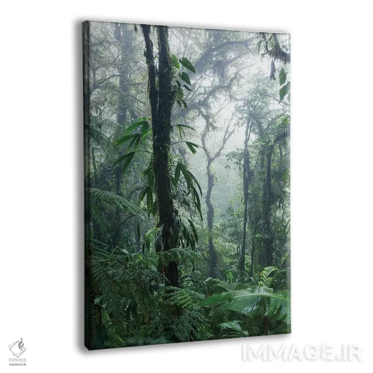 تابلو دکوراتیو Costa Rica,جنگل ابری مونته ورده، کاستاریکا اثر ماتئو کولومبو - نمای پرسپکتیو محصول