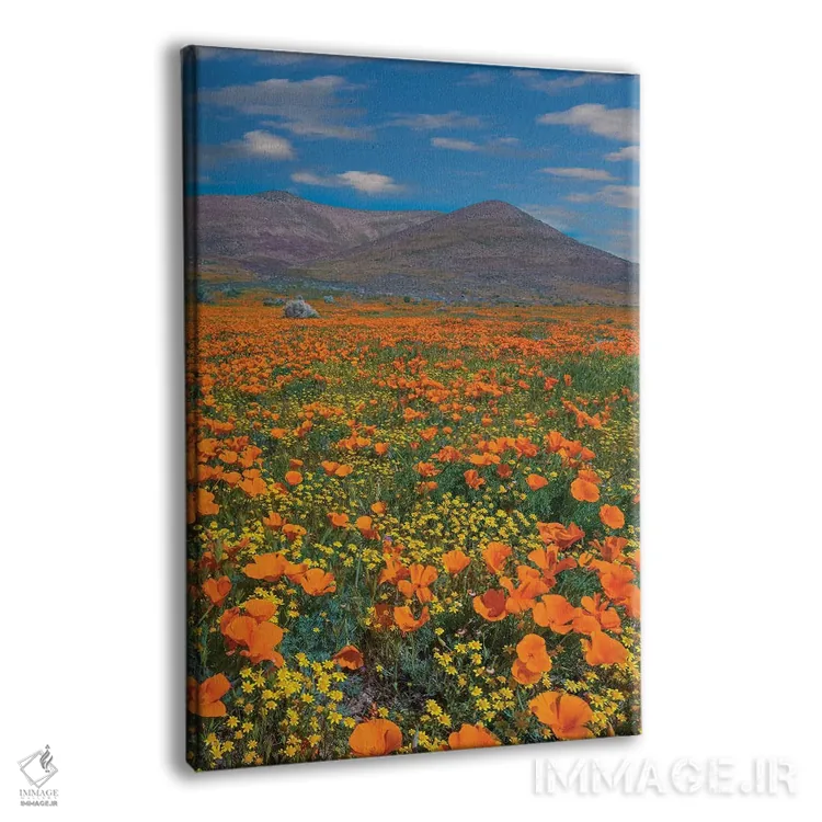 تابلو دکوراتیو Superbloom, Antelope Valley, California,شقایق کالیفرنیا، ف… اثر تیم فیتزهریس - نمای پرسپکتیو محصول