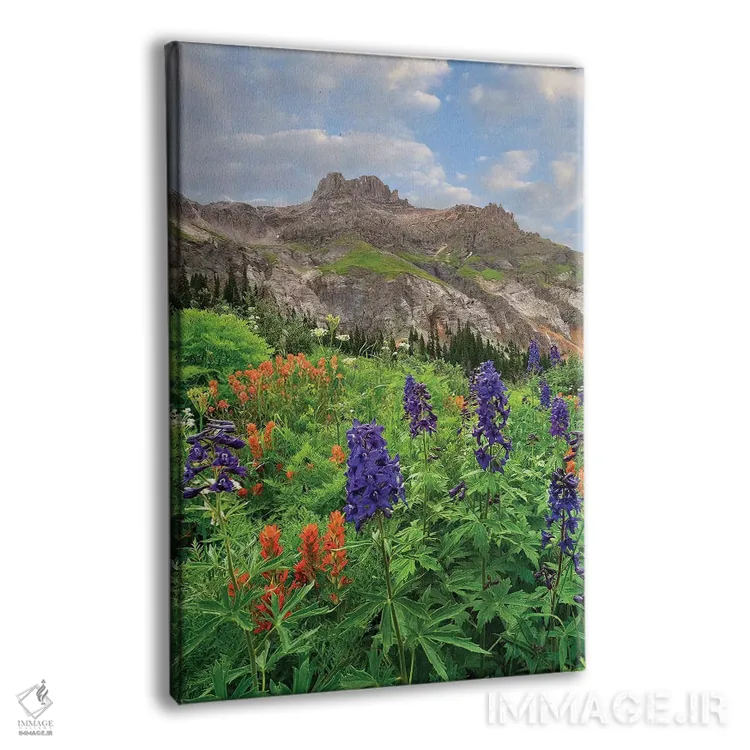 تابلو دکوراتیو Yankee Boy Basin, San Juan Mts, Colorado,گل لارک اسپور و پ… اثر تیم فیتزهریس - نمای پرسپکتیو محصول