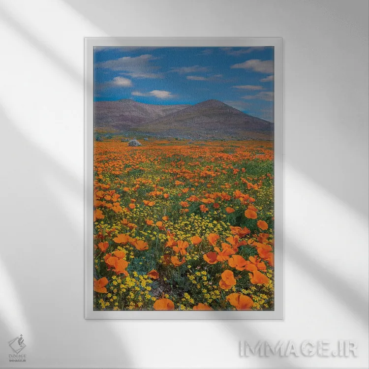 تابلو دکوراتیو Superbloom, Antelope Valley, California,شقایق کالیفرنیا، ف… اثر تیم فیتزهریس - نمای قابدار سفید