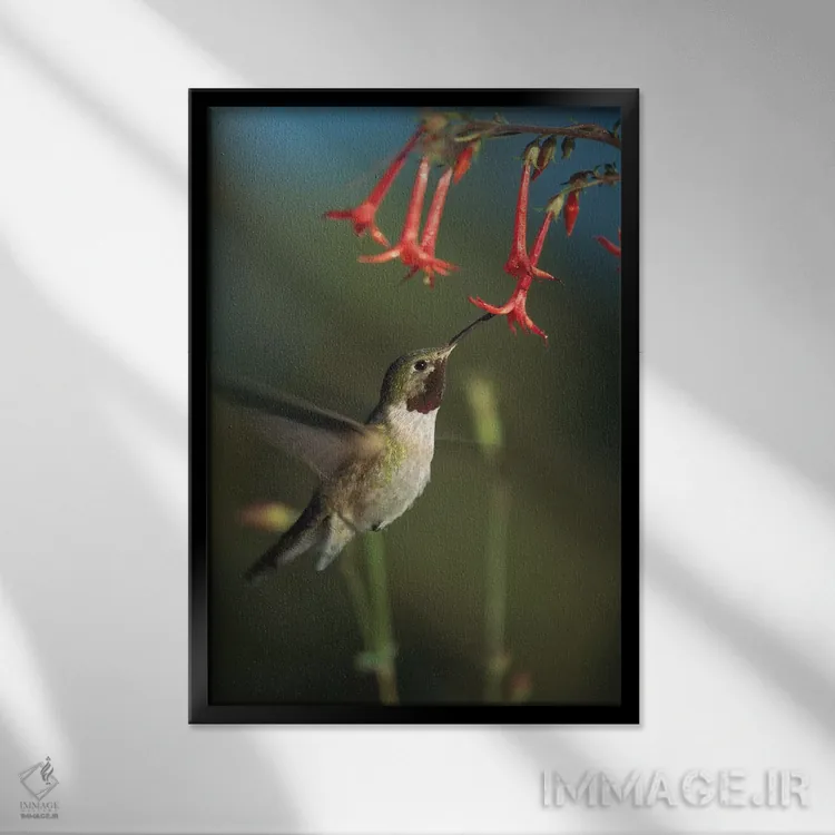 تابلو دکوراتیو New Mexico,مرغ مگس خوار دم پهن در حال تغذیه از گل های جیلی… اثر تیم فیتزهریس - نمای قابدار مشکی