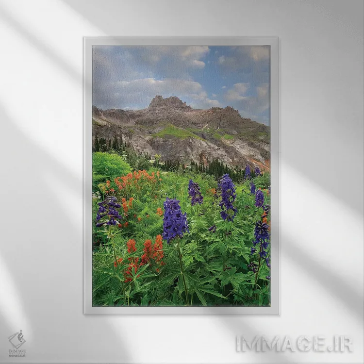 تابلو دکوراتیو Yankee Boy Basin, San Juan Mts, Colorado,گل لارک اسپور و پ… اثر تیم فیتزهریس - نمای قابدار سفید