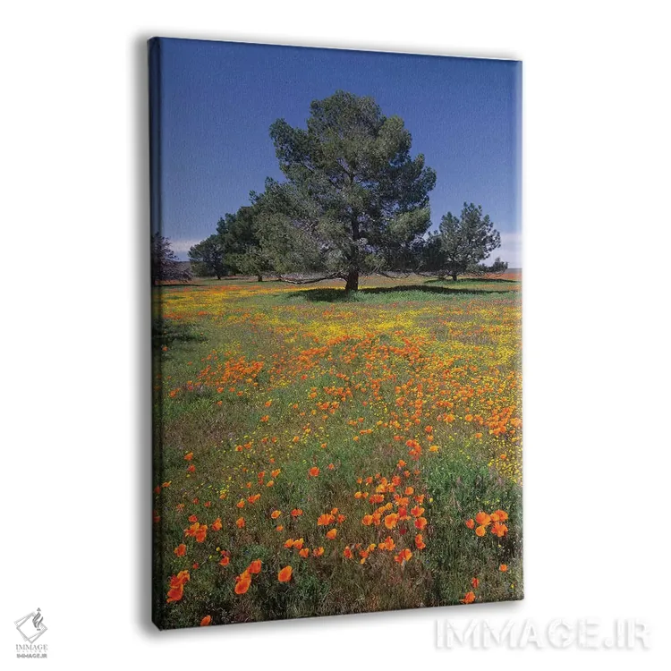 تابلو دکوراتیو Antelope Valley, California,شقایق کالیفرنیا و مزرعه اریوفی… اثر تیم فیتزهریس - نمای پرسپکتیو محصول