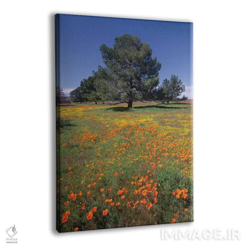 تابلو دکوراتیو Antelope Valley, California,شقایق کالیفرنیا و مزرعه اریوفی… اثر تیم فیتزهریس - نمای پرسپکتیو محصول