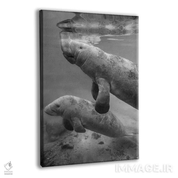 تابلو دکوراتیو Crystal River, Florida,ماناتوی هندی غربی ماده و گوساله اش… اثر تیم فیتزهریس - نمای پرسپکتیو محصول
