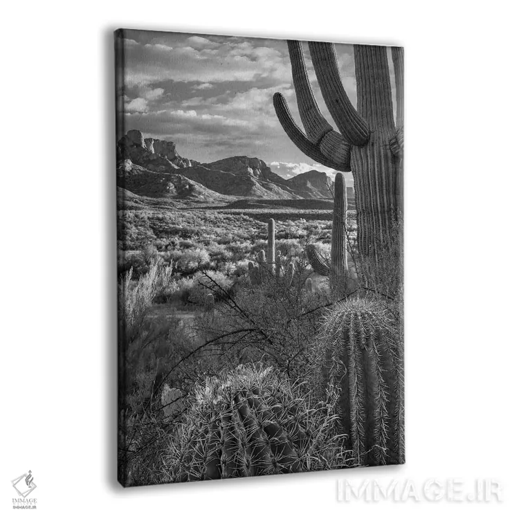تابلو دکوراتیو Sant Catalina Mountains, Catalina State Park, Arizona,کاکت… اثر تیم فیتزهریس - نمای پرسپکتیو محصول