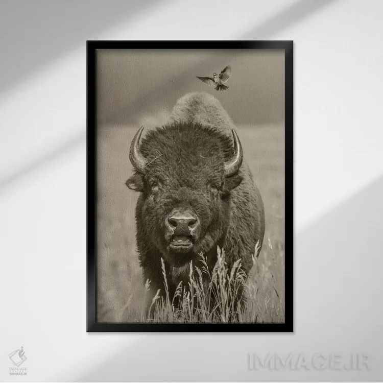 تابلو دکوراتیو Grand Teton National Park, Wyoming,گاو نر بایسون آمریکایی… اثر تیم فیتزهریس - نمای قابدار مشکی