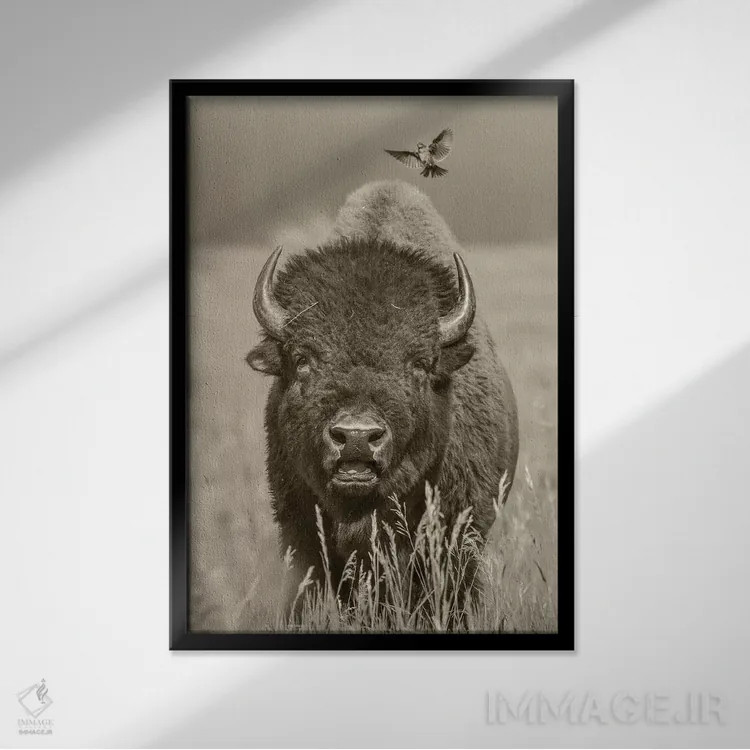 تابلو دکوراتیو Grand Teton National Park, Wyoming,گاو نر بایسون آمریکایی… اثر تیم فیتزهریس - نمای قابدار مشکی