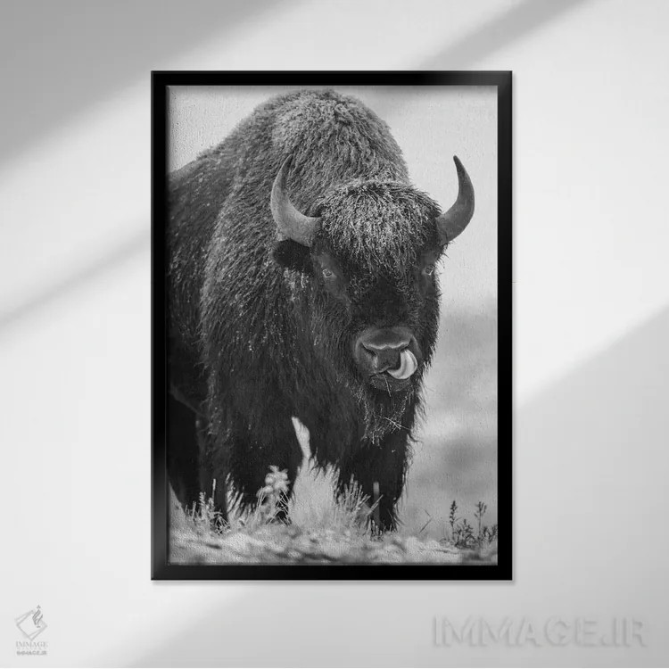 تابلو دکوراتیو North America,گاو نر بایسون آمریکایی در یک طوفان برفی، آمر… اثر تیم فیتزهریس - نمای قابدار مشکی