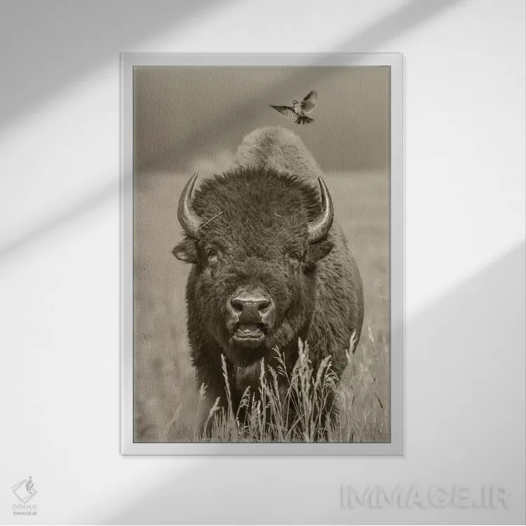 تابلو دکوراتیو Grand Teton National Park, Wyoming,گاو نر بایسون آمریکایی… اثر تیم فیتزهریس - نمای قابدار سفید