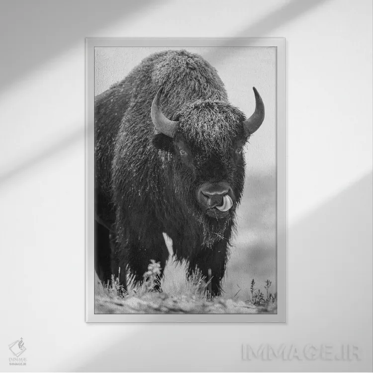تابلو دکوراتیو North America,گاو نر بایسون آمریکایی در یک طوفان برفی، آمر… اثر تیم فیتزهریس - نمای قابدار سفید