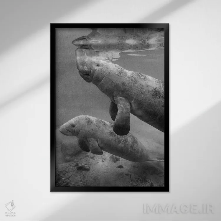 تابلو دکوراتیو Crystal River, Florida,ماناتوی هندی غربی ماده و گوساله اش… اثر تیم فیتزهریس - نمای قابدار مشکی