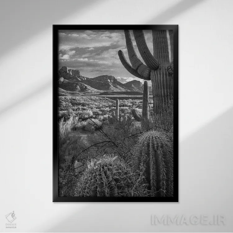 تابلو دکوراتیو Sant Catalina Mountains, Catalina State Park, Arizona,کاکت… اثر تیم فیتزهریس - نمای قابدار مشکی