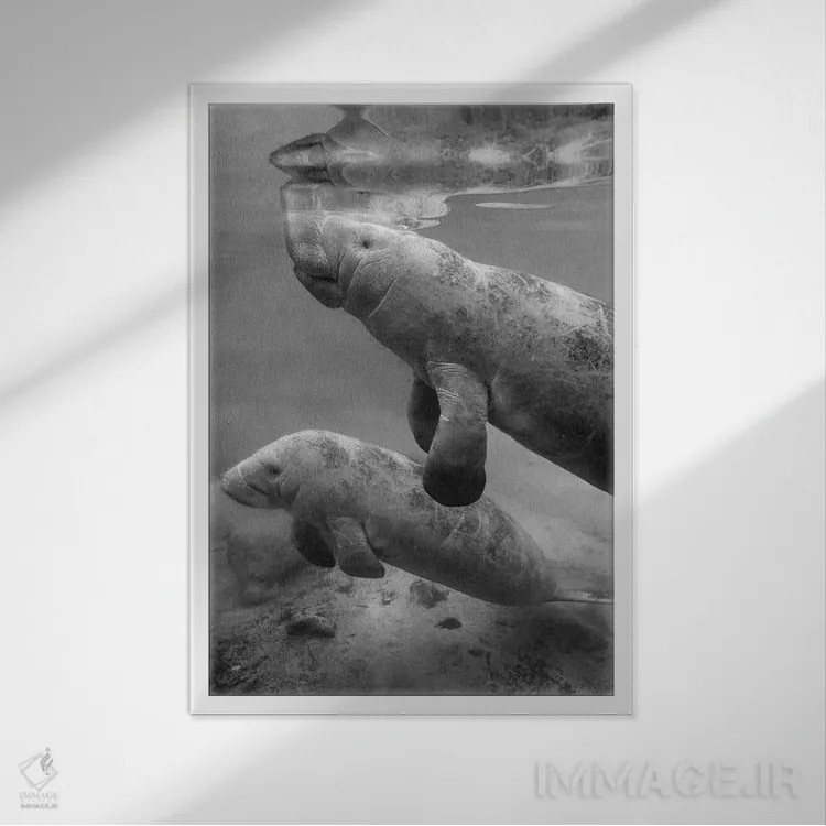 تابلو دکوراتیو Crystal River, Florida,ماناتوی هندی غربی ماده و گوساله اش… اثر تیم فیتزهریس - نمای قابدار سفید