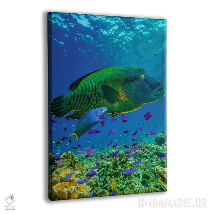 تابلو دکوراتیو Apo Island, Philippines,ماهی طوطی و راس، جزیره آپو، فیلیپی… اثر تیم فیتزهریس - نمای پرسپکتیو محصول