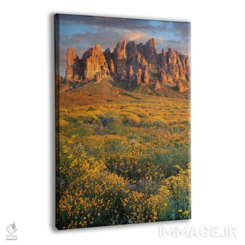 تابلو دکوراتیو Lost Dutchman State Park, Arizona,گل های وحشی و کوه های سو… اثر تیم فیتزهریس - نمای پرسپکتیو محصول