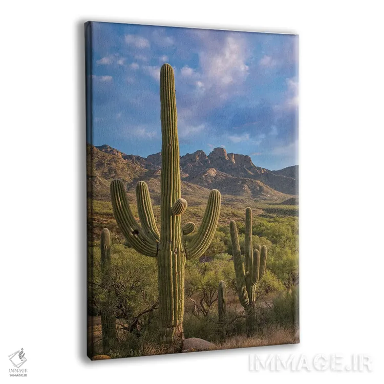 تابلو دکوراتیو Catalina State Park, Arizona,کاکتوس های ساگوارو، پارک ایال… اثر تیم فیتزهریس - نمای پرسپکتیو محصول