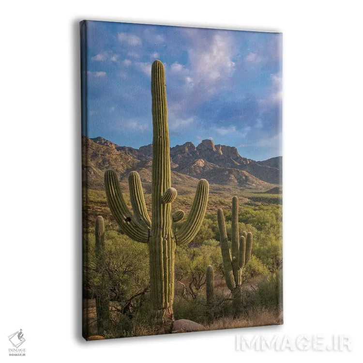 تابلو دکوراتیو Catalina State Park, Arizona,کاکتوس های ساگوارو، پارک ایال… اثر تیم فیتزهریس - نمای پرسپکتیو محصول