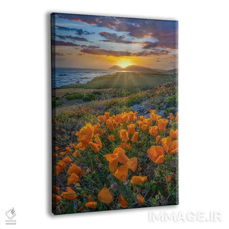 تابلو دکوراتیو Estero Bluffs State Park, Big Sur, California,شقایق کالیفر… اثر تیم فیتزهریس - نمای پرسپکتیو محصول