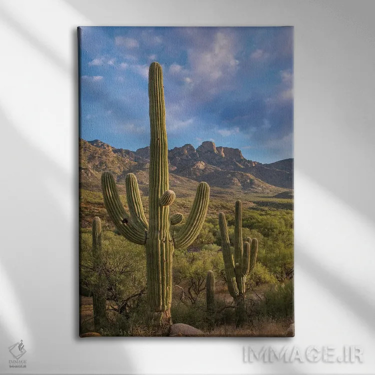 تابلو دکوراتیو Catalina State Park, Arizona,کاکتوس های ساگوارو، پارک ایال… اثر تیم فیتزهریس - نمای روبهرو روی دیوار