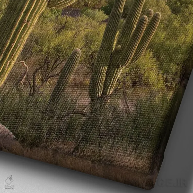 تابلو دکوراتیو Catalina State Park, Arizona,کاکتوس های ساگوارو، پارک ایال… اثر تیم فیتزهریس - نمای نزدیک بافت بوم