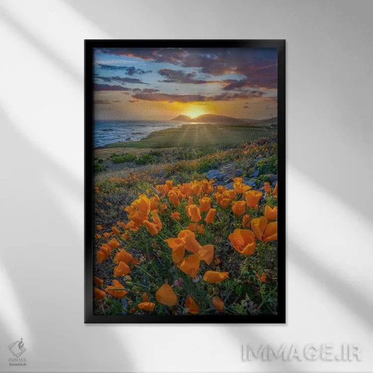 تابلو دکوراتیو Estero Bluffs State Park, Big Sur, California,شقایق کالیفر… اثر تیم فیتزهریس - نمای قابدار مشکی